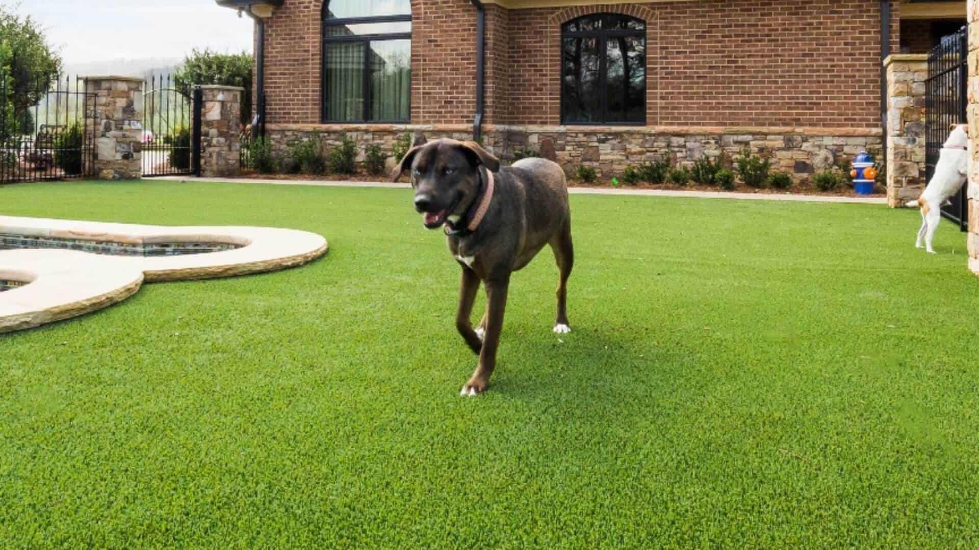 Pet Friendly Artificial Grass in Lewisville
